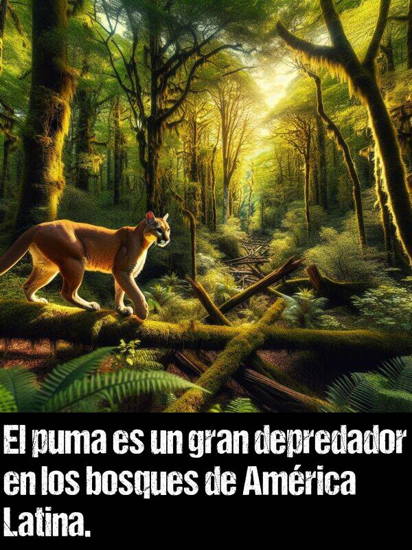 depredador: El puma es un gran depredador en los bosques de Amrica Latina.