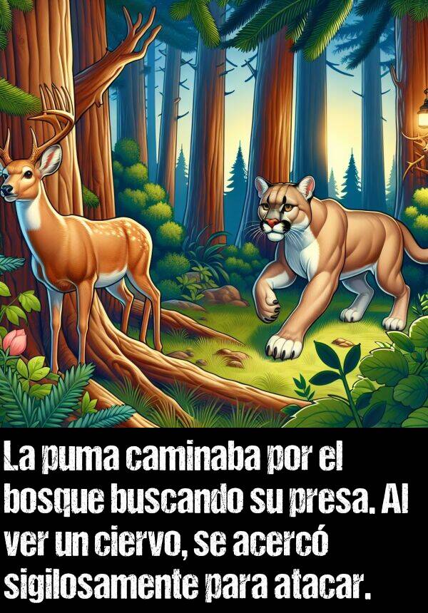 presa: La puma caminaba por el bosque buscando su presa. Al ver un ciervo, se acerc sigilosamente para atacar.