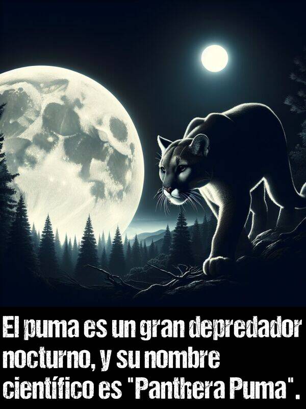 depredador: El puma es un gran depredador nocturno, y su nombre cientfico es "Panthera Puma".