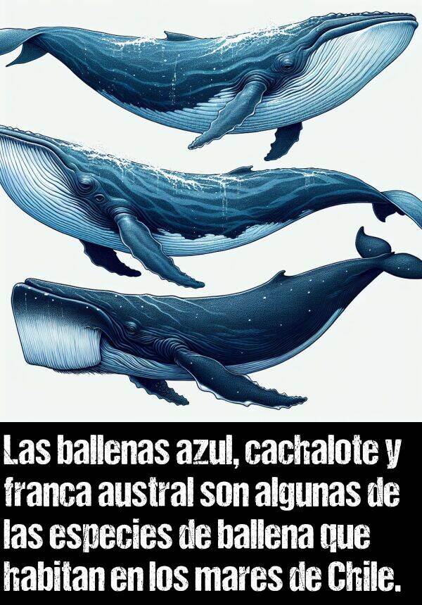 cachalote: Las ballenas azul, cachalote y franca austral son algunas de las especies de ballena que habitan en los mares de Chile.