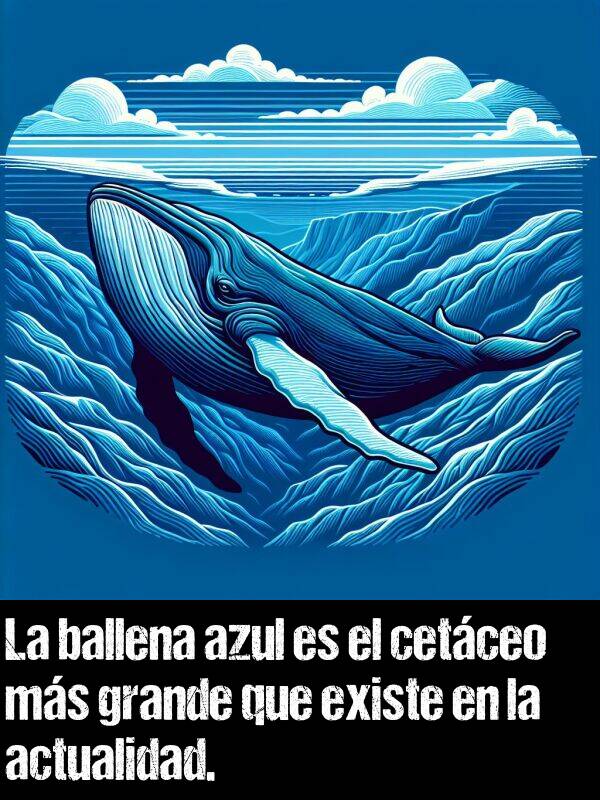 cetceo: La ballena azul es el cetceo ms grande que existe en la actualidad.