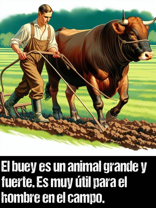 grande: El buey es un animal grande y fuerte. Es muy til para el hombre en el campo.