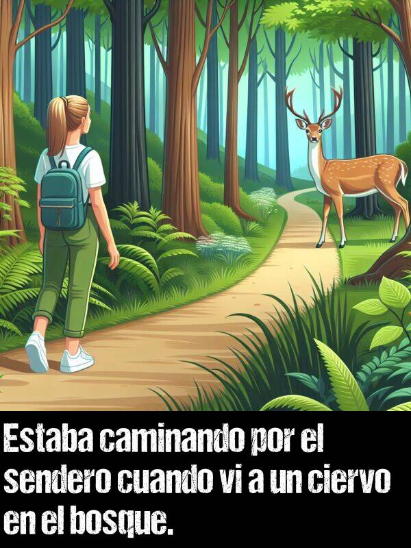 ciervo: Estaba caminando por el sendero cuando vi a un ciervo en el bosque.