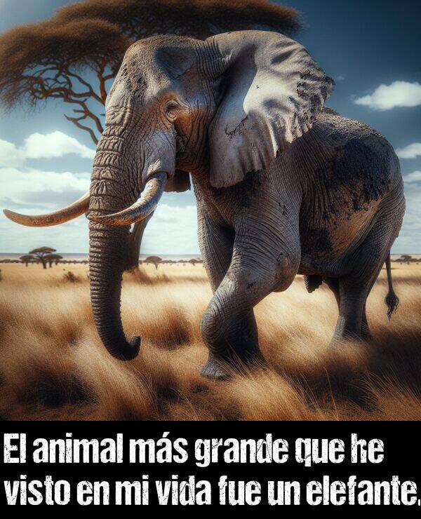 fue: El animal ms grande que he visto en mi vida fue un elefante.