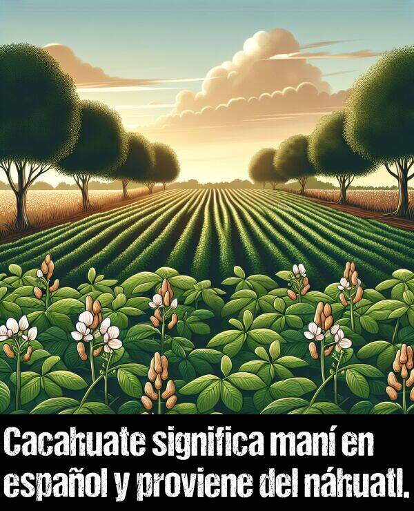 nhuatl: Cacahuate significa man en espaol y proviene del nhuatl.