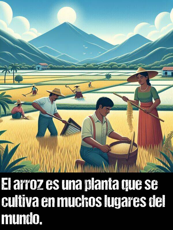 planta: El arroz es una planta que se cultiva en muchos lugares del mundo.