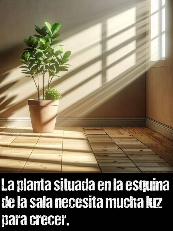 planta: La planta situada en la esquina de la sala necesita mucha luz para crecer.