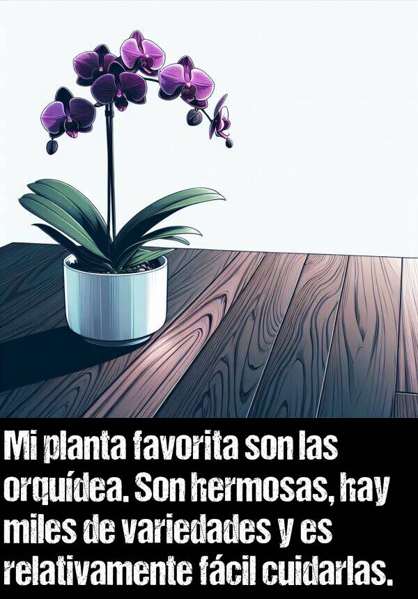 orqudea: Mi planta favorita son las orqudea. Son hermosas, hay miles de variedades y es relativamente fcil cuidarlas.