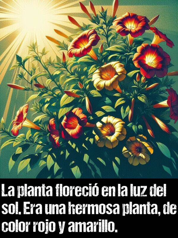 planta: La planta floreci en la luz del sol. Era una hermosa planta, de color rojo y amarillo.