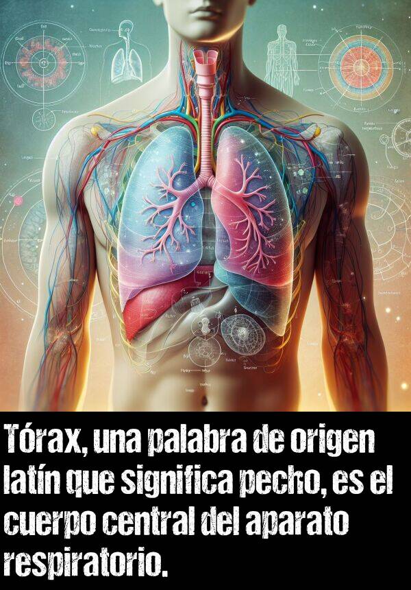 significa: Trax, una palabra de origen latn que significa pecho, es el cuerpo central del aparato respiratorio.