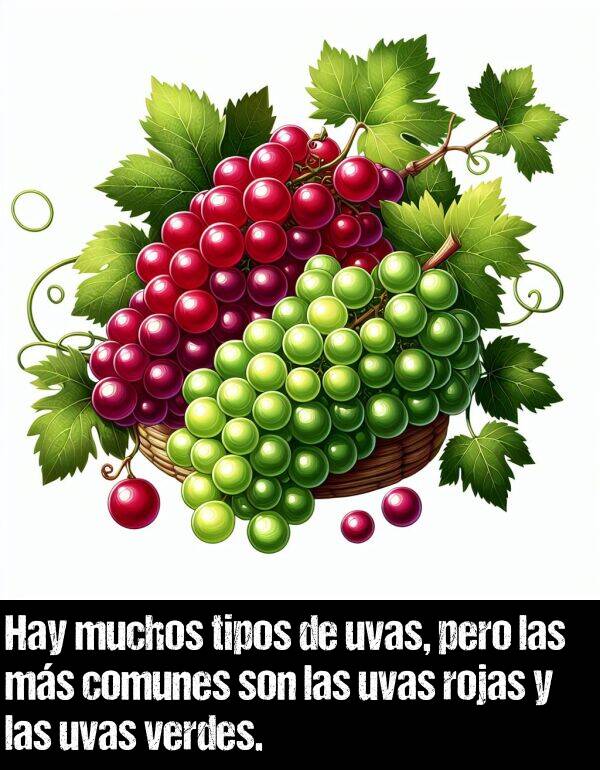tipo: Hay muchos tipos de uvas, pero las ms comunes son las uvas rojas y las uvas verdes.