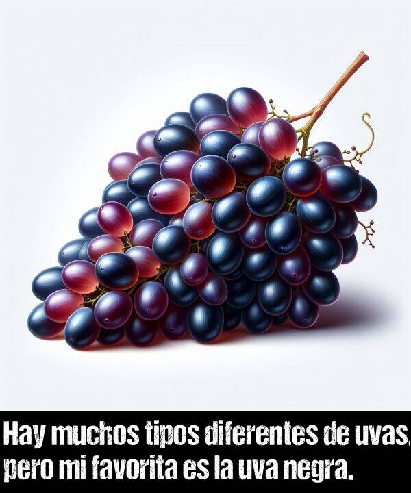 diferentes: Hay muchos tipos diferentes de uvas, pero mi favorita es la uva negra.