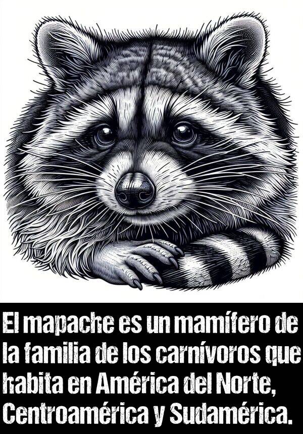 carnvoros: El mapache es un mamfero de la familia de los carnvoros que habita en Amrica del Norte, Centroamrica y Sudamrica.