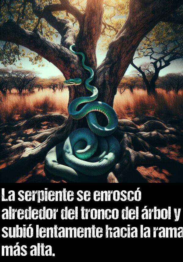 enrosc: La serpiente se enrosc alrededor del tronco del rbol y subi lentamente hacia la rama ms alta.