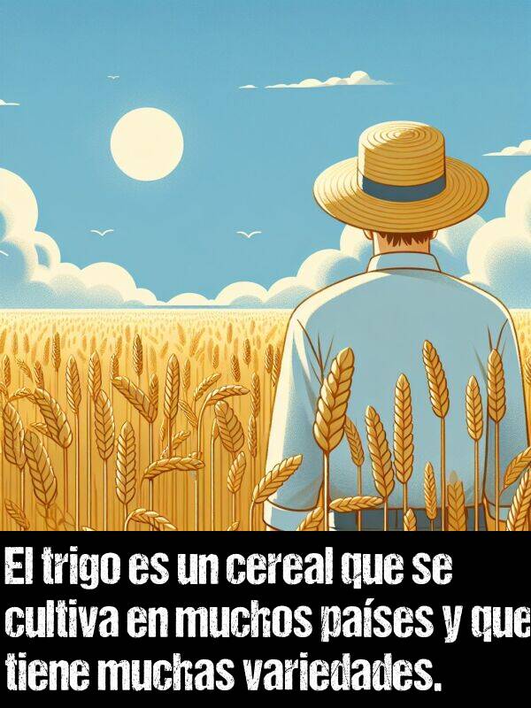 trigo: El trigo es un cereal que se cultiva en muchos pases y que tiene muchas variedades.