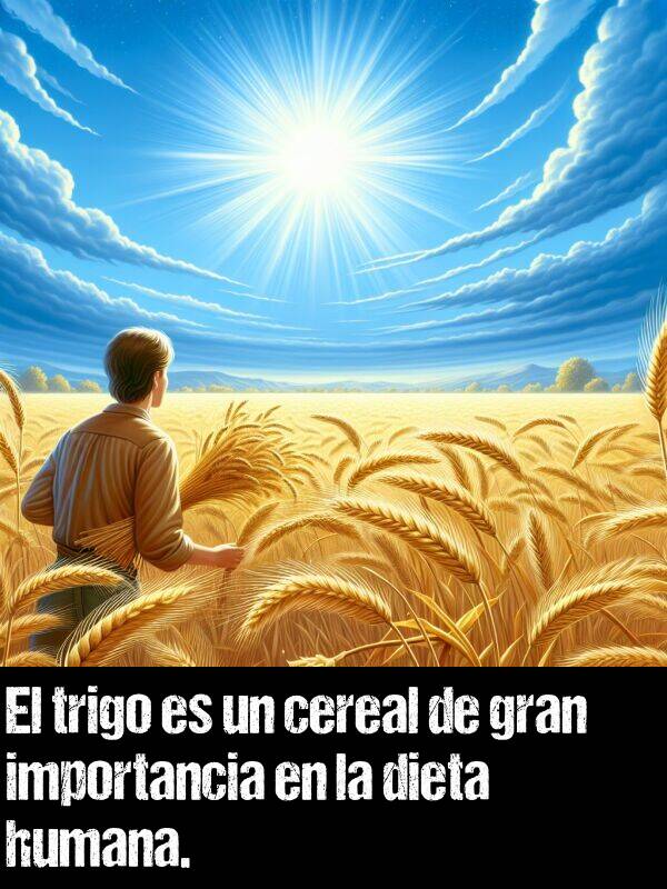 trigo: El trigo es un cereal de gran importancia en la dieta humana.