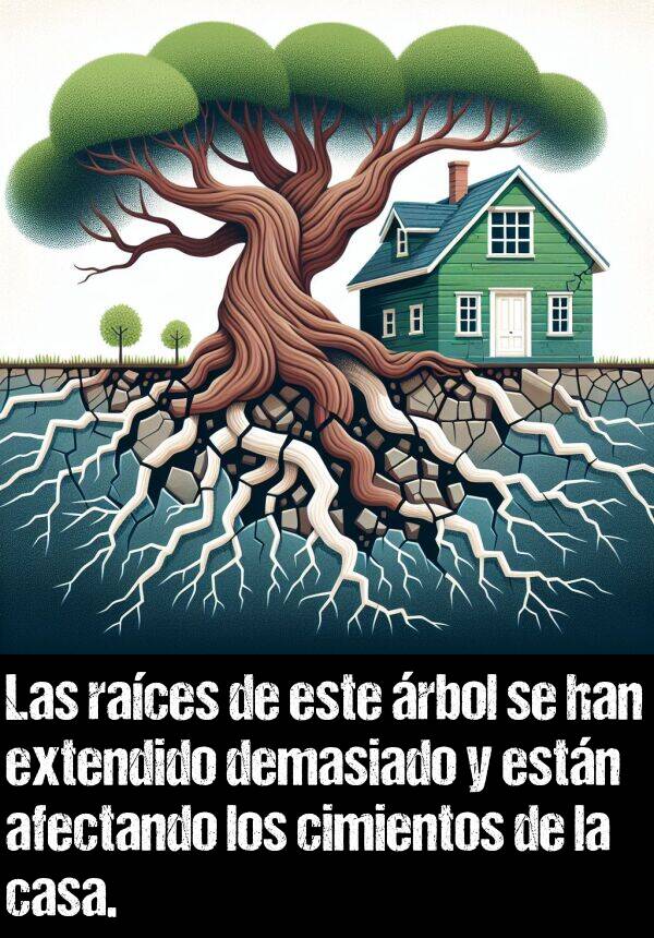 demasiado: Las races de este rbol se han extendido demasiado y estn afectando los cimientos de la casa.