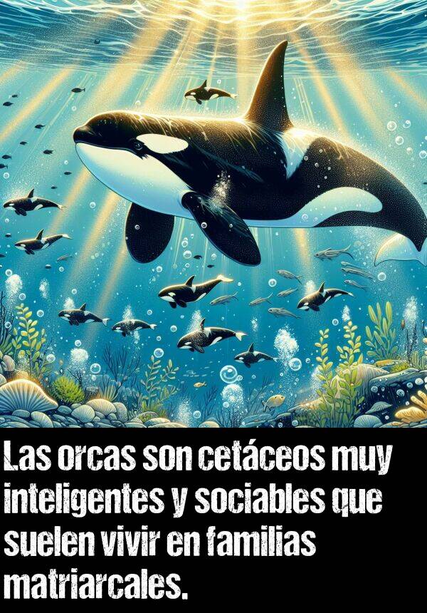 sociables: Las orcas son cetceos muy inteligentes y sociables que suelen vivir en familias matriarcales.