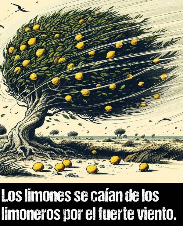 limonero: Los limones se caan de los limoneros por el fuerte viento.