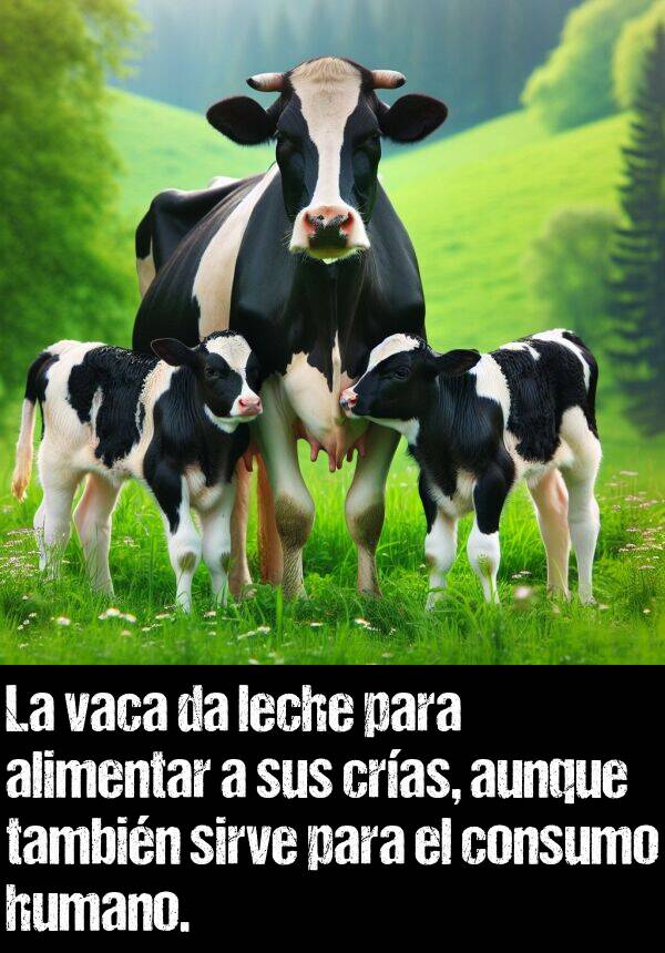 humano: La vaca da leche para alimentar a sus cras, aunque tambin sirve para el consumo humano.