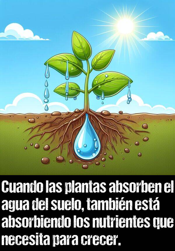 nutrientes: Cuando las plantas absorben el agua del suelo, tambin est absorbiendo los nutrientes que necesita para crecer.