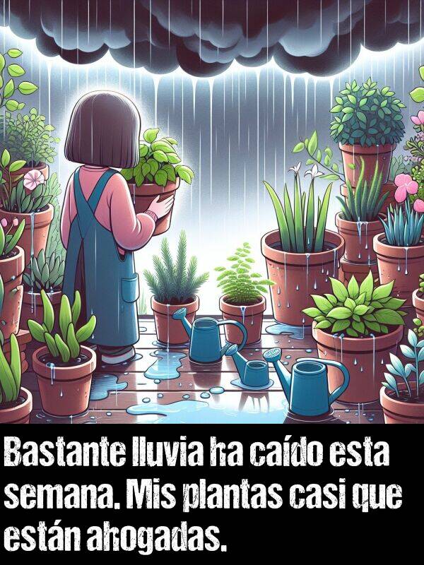 casi: Bastante lluvia ha cado esta semana. Mis plantas casi que estn ahogadas.