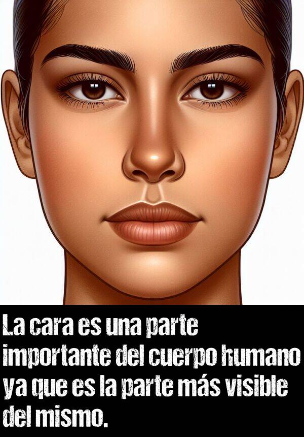 mismo: La cara es una parte importante del cuerpo humano ya que es la parte ms visible del mismo.