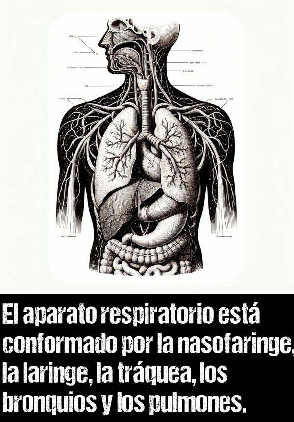 trquea: El aparato respiratorio est conformado por la nasofaringe, la laringe, la trquea, los bronquios y los pulmones.