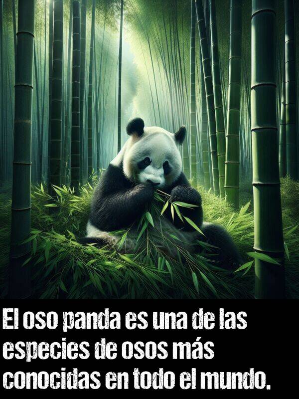 panda: El oso panda es una de las especies de osos ms conocidas en todo el mundo.