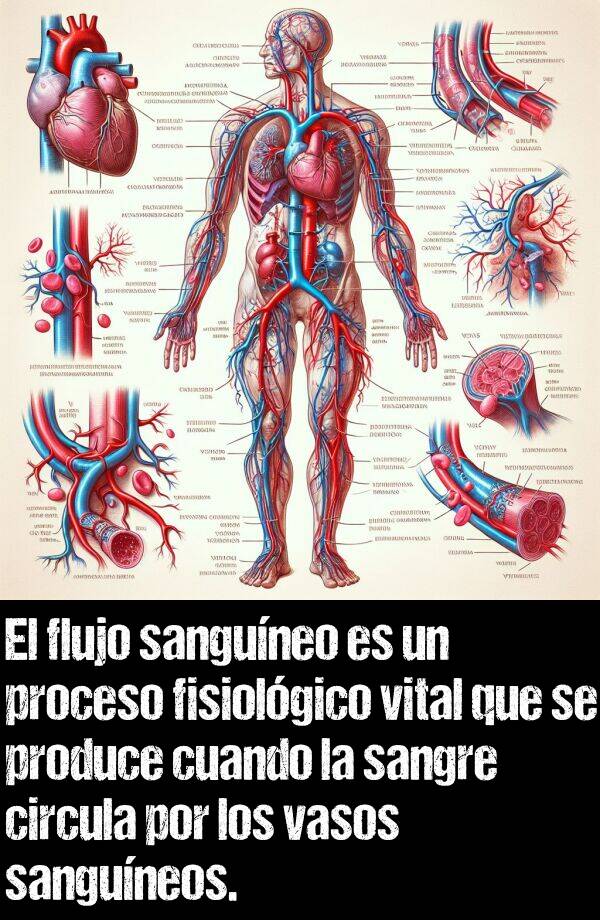 vasos: El flujo sanguneo es un proceso fisiolgico vital que se produce cuando la sangre circula por los vasos sanguneos.