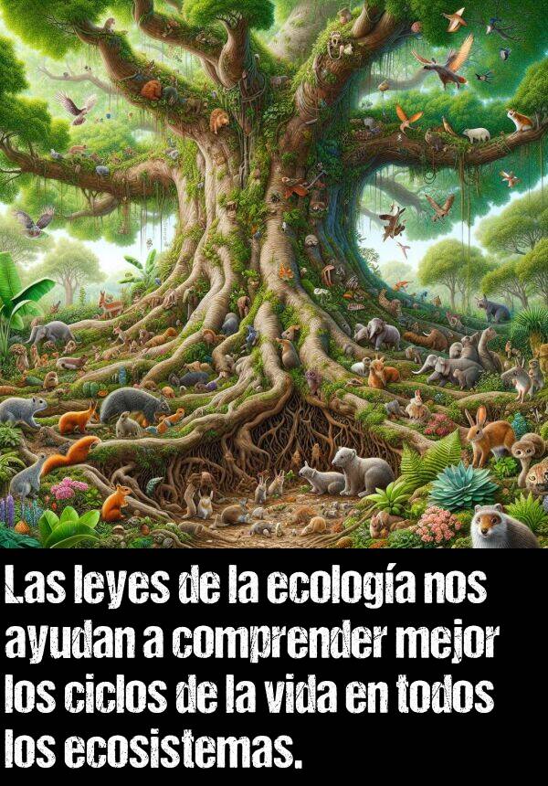 comprender: Las leyes de la ecologa nos ayudan a comprender mejor los ciclos de la vida en todos los ecosistemas.