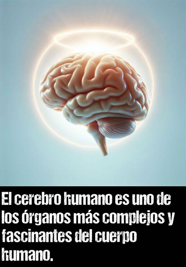 rganos: El cerebro humano es uno de los rganos ms complejos y fascinantes del cuerpo humano.