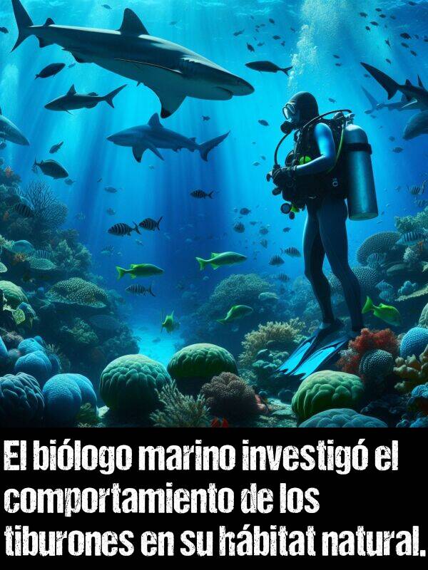 natural: El bilogo marino investig el comportamiento de los tiburones en su hbitat natural.