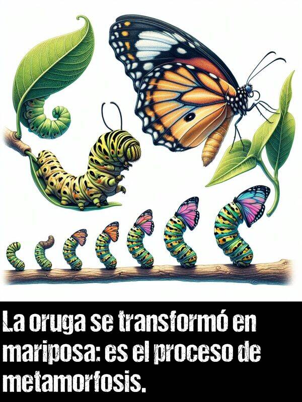 oruga: La oruga se transform en mariposa: es el proceso de metamorfosis.