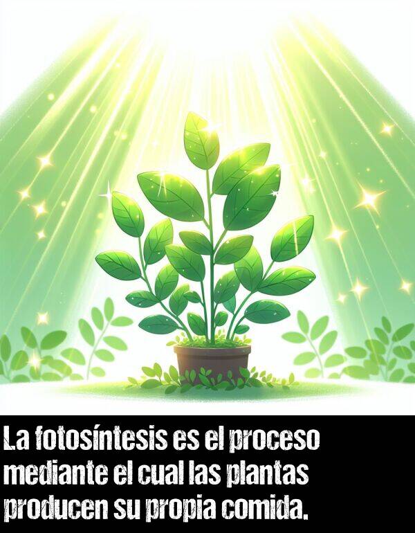 producen: La fotosntesis es el proceso mediante el cual las plantas producen su propia comida.