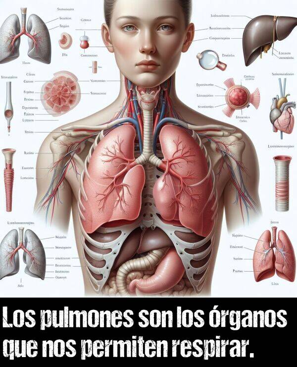 pulmn: Los pulmones son los rganos que nos permiten respirar.