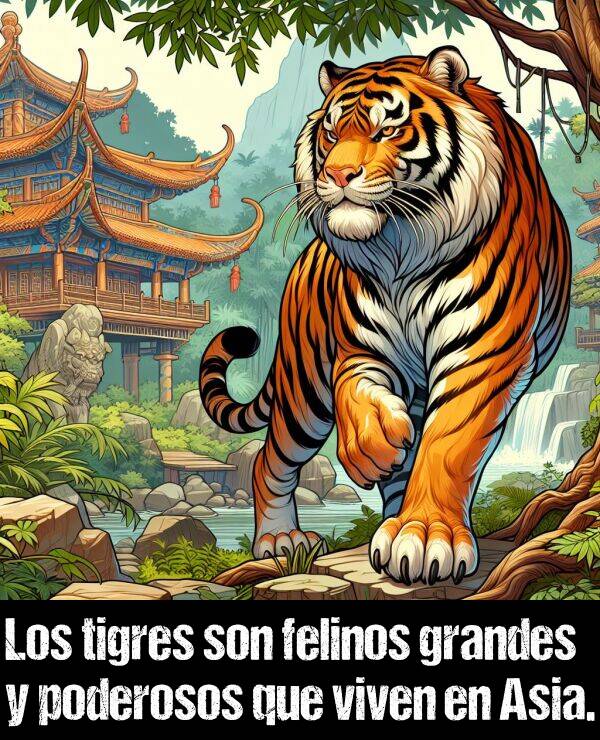 felinos: Los tigres son felinos grandes y poderosos que viven en Asia.