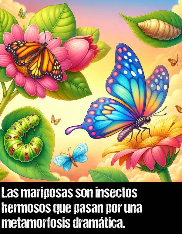hermosos: Las mariposas son insectos hermosos que pasan por una metamorfosis dramtica.