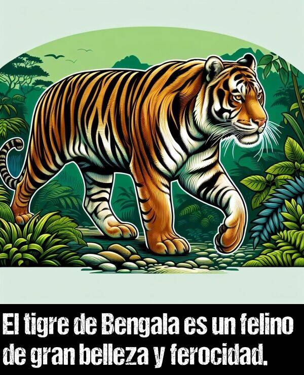 felino: El tigre de Bengala es un felino de gran belleza y ferocidad.