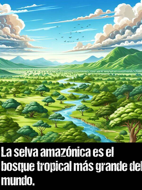 grande: La selva amaznica es el bosque tropical ms grande del mundo.