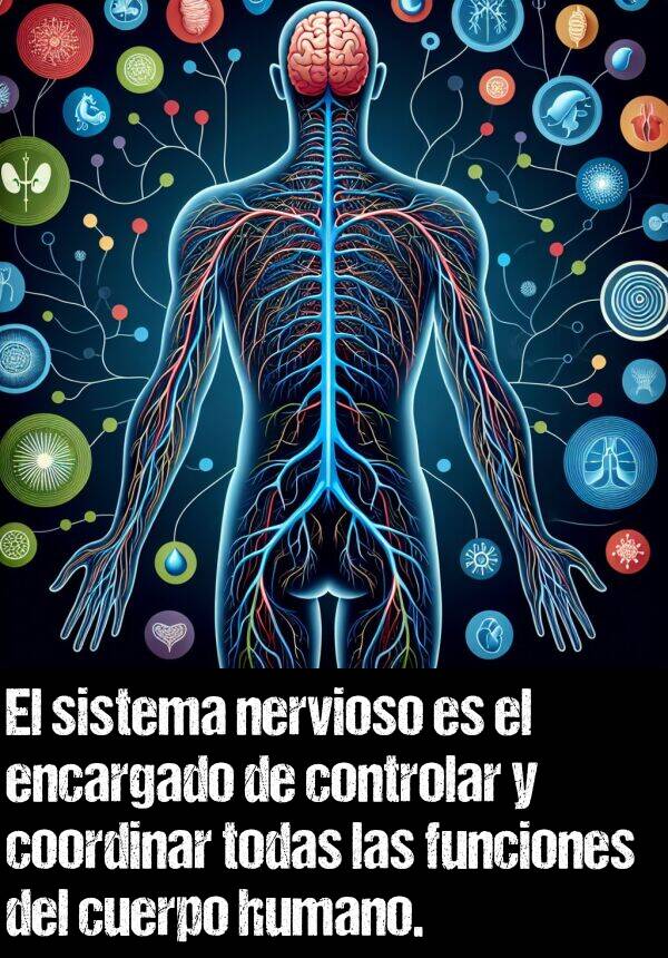 coordinar: El sistema nervioso es el encargado de controlar y coordinar todas las funciones del cuerpo humano.