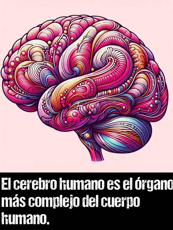 humano: El cerebro humano es el rgano ms complejo del cuerpo humano.