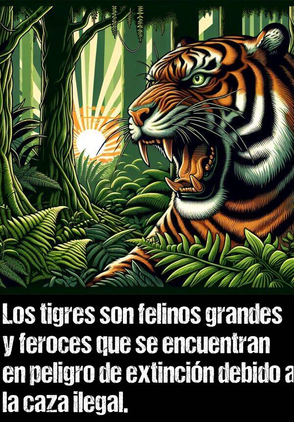 ilegal: Los tigres son felinos grandes y feroces que se encuentran en peligro de extincin debido a la caza ilegal.