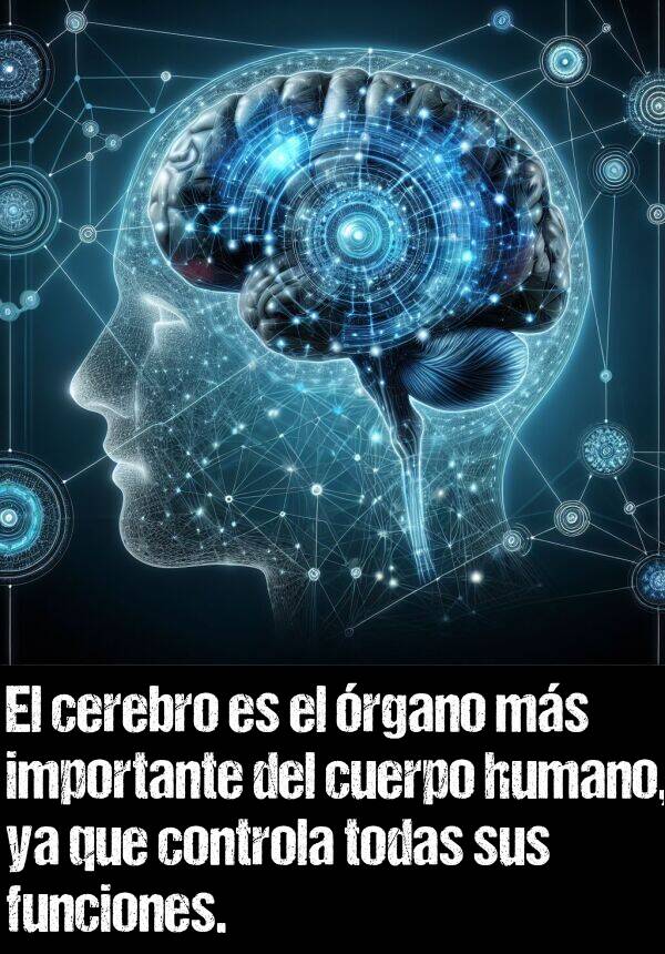 rgano: El cerebro es el rgano ms importante del cuerpo humano, ya que controla todas sus funciones.