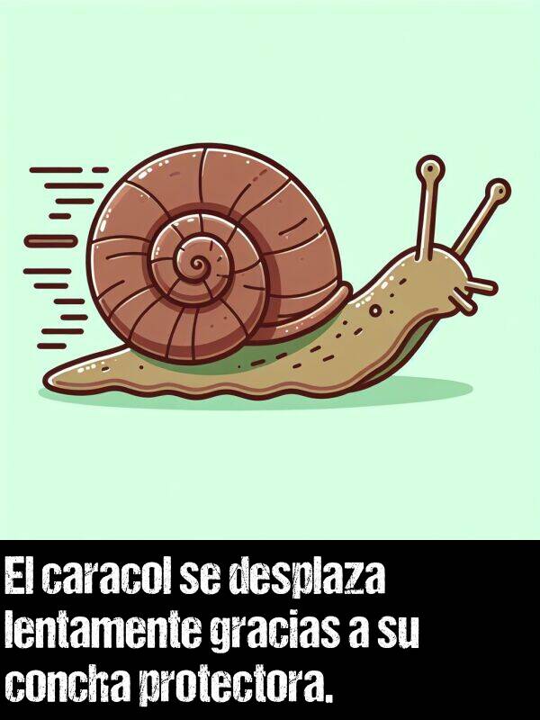 concha: El caracol se desplaza lentamente gracias a su concha protectora.