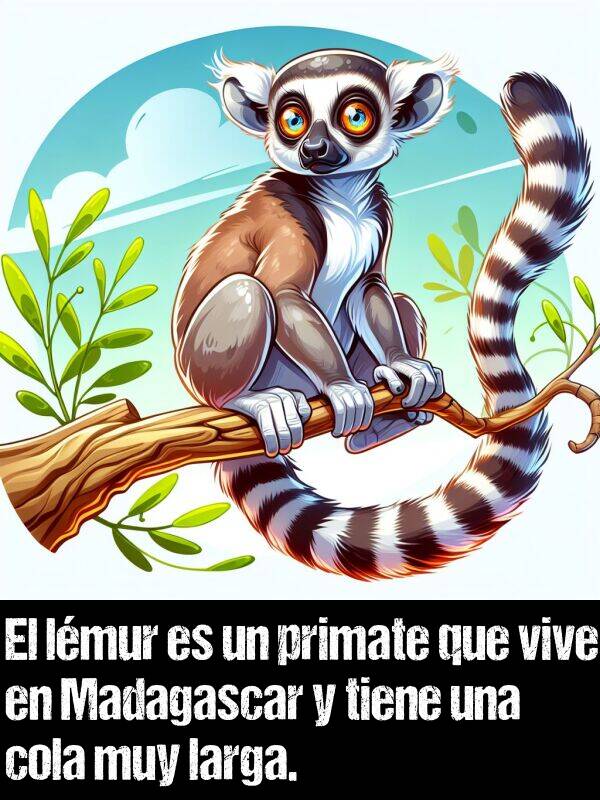 vive: El lmur es un primate que vive en Madagascar y tiene una cola muy larga.