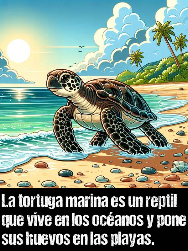 huevos: La tortuga marina es un reptil que vive en los ocanos y pone sus huevos en las playas.