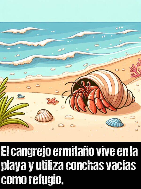 conchas: El cangrejo ermitao vive en la playa y utiliza conchas vacas como refugio.