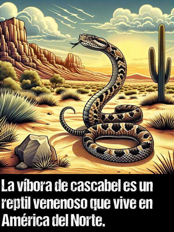 vbora: La vbora de cascabel es un reptil venenoso que vive en Amrica del Norte.