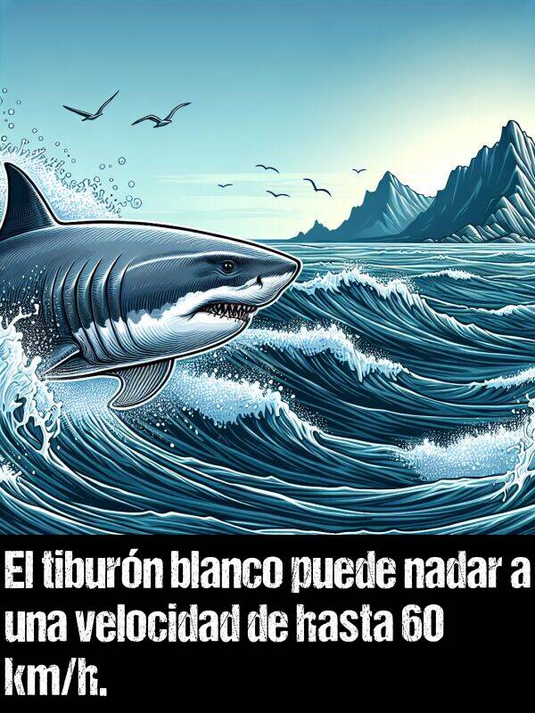 h: El tiburn blanco puede nadar a una velocidad de hasta 60 km/h.